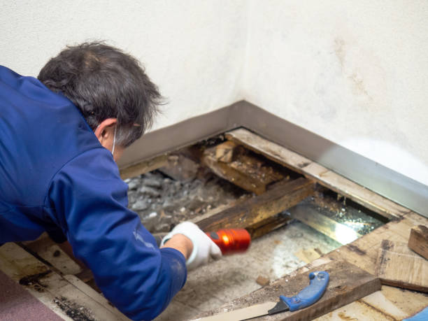 Best Professional Mold Removal  in Monmouth, IL