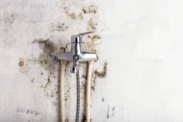 Best Emergency Mold Removal  in Monmouth, IL