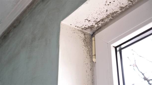 Best Office Mold Removal Services  in Monmouth, IL