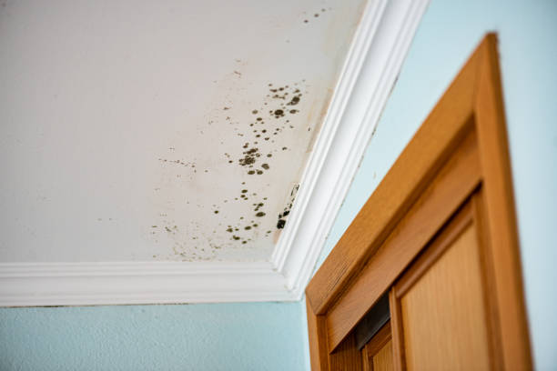 Best Mold Damage Repair  in Monmouth, IL
