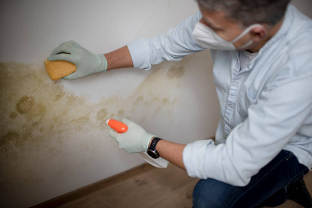 Best Black Mold Removal  in Monmouth, IL