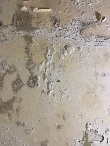 Best Mold Testing  in Monmouth, IL