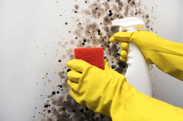 Best Attic Mold Removal  in Monmouth, IL