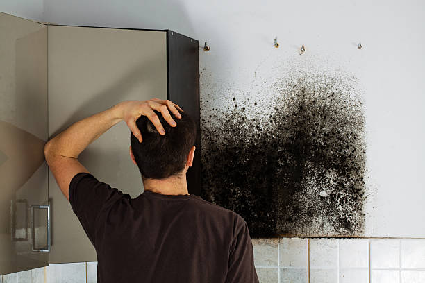 Best Local Mold Removal Service  in Monmouth, IL