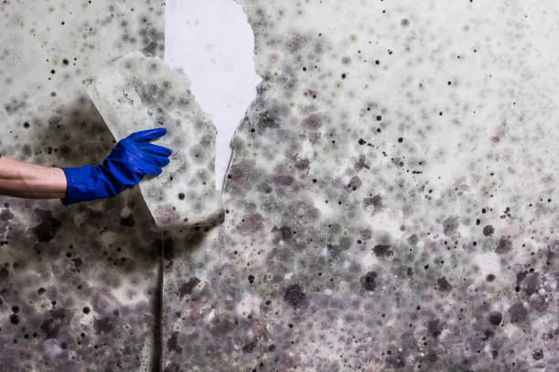 Best Same-Day Mold Removal  in Monmouth, IL