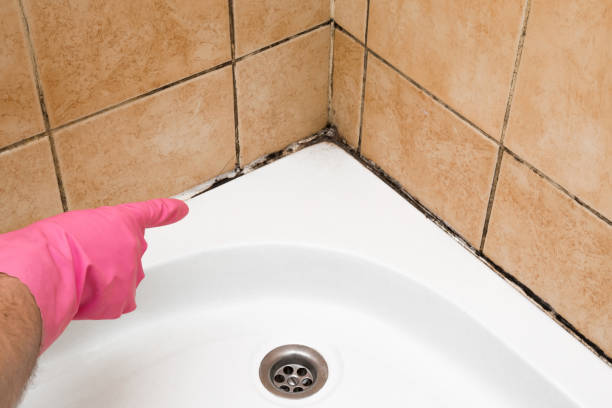 Best Residential Mold Removal  in Monmouth, IL